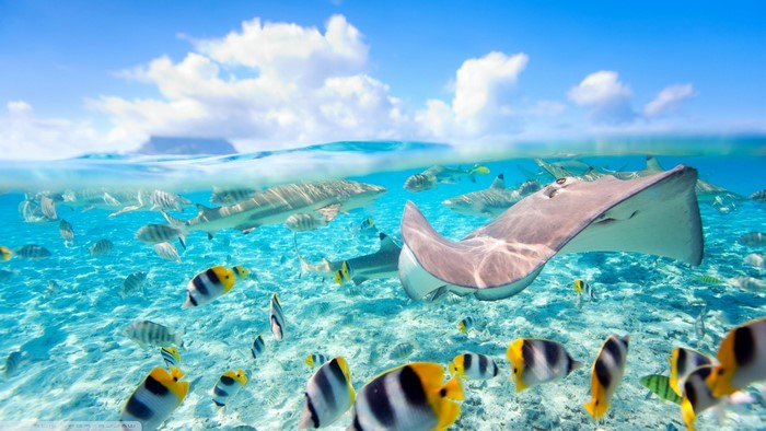 Split view of stingray and fish in Bora Bora