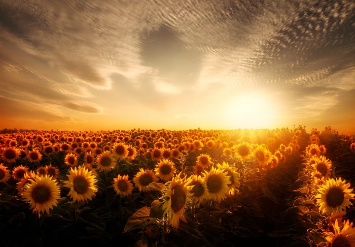 Field of sunflowers at sunset