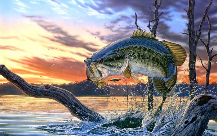 Fish Leaping from River at Sunset
