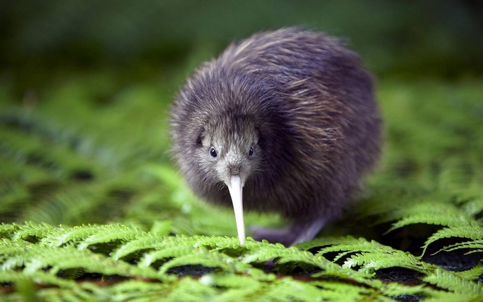 Kiwi bird on green ferns