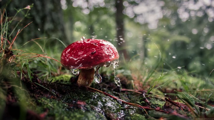 Red mushroom in the rain in a forest