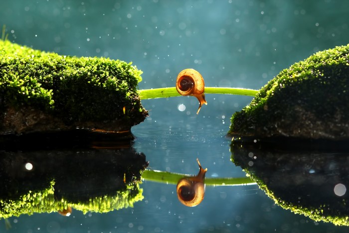 Snail crossing a blade of grass over water