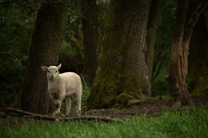 Lamb standing in a mossy forest
