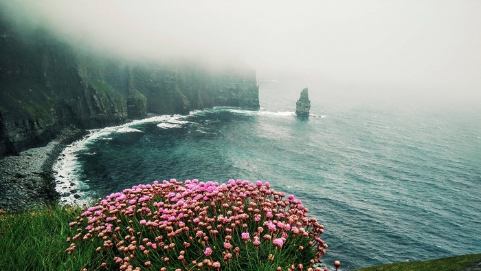 Pink flowers on a cliff overlooking the sea