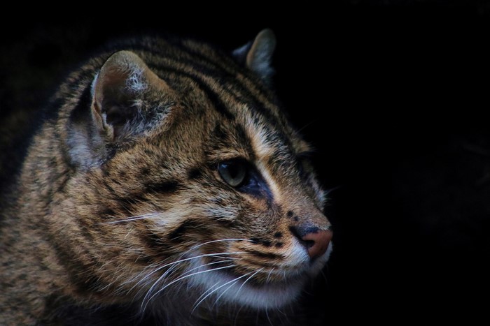 Close-up of a fishing cat's face