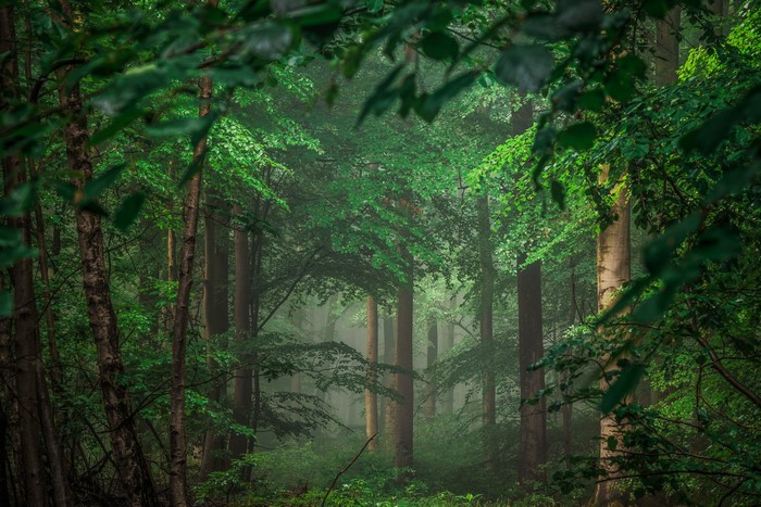 Misty forest with tall trees and green foliage