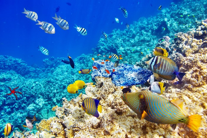 Vibrant Underwater Coral Reef with Colorful Fish