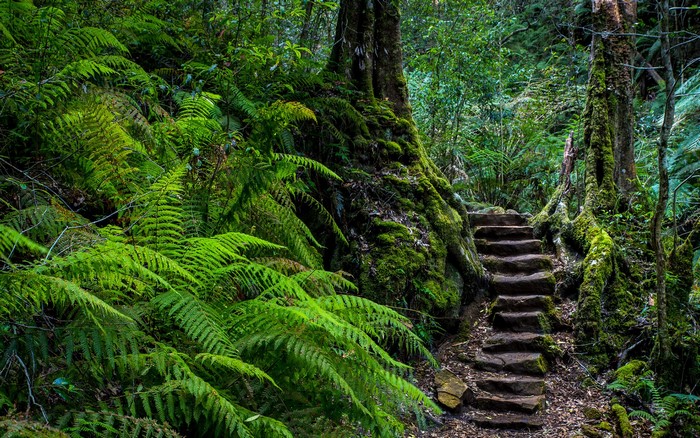 Mossy Stone Stairs Through Lush Fern Forest