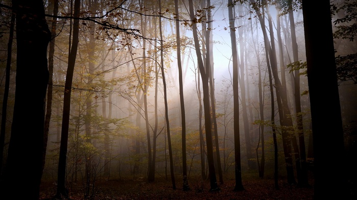Misty forest with sunbeams filtering through trees