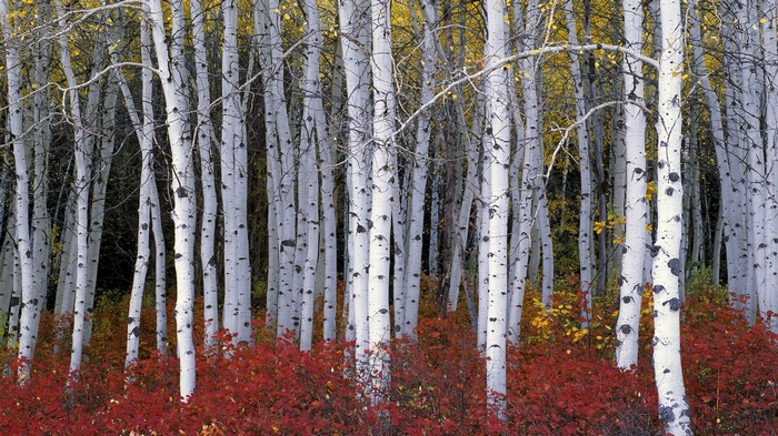 Aspen trees with red and yellow foliage