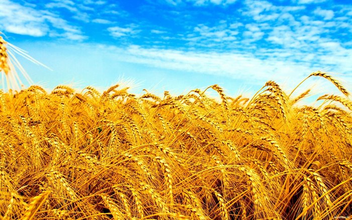 Wheat field under a blue sky