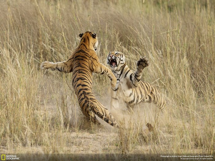 Two tigers fighting in tall grass