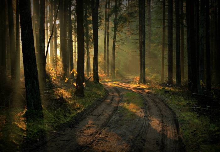 Forest path with sun rays filtering through trees