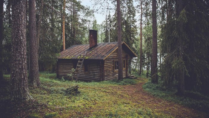Log cabin in a dense pine forest