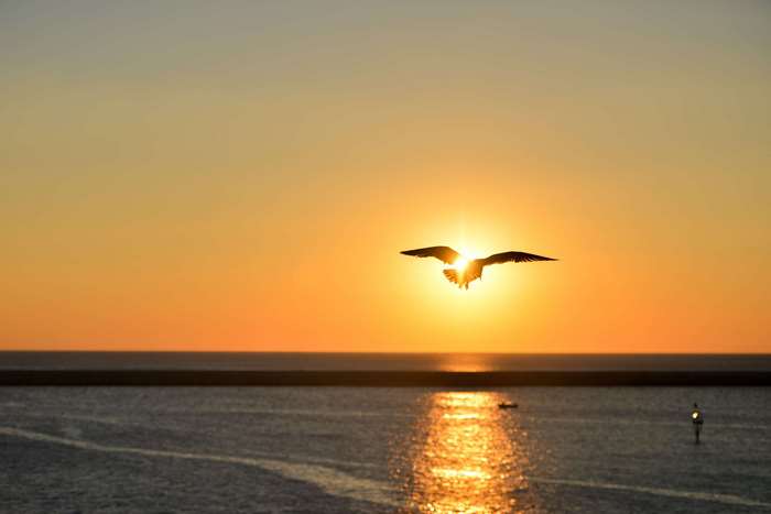 Seagull flying at sunset over the sea 4K