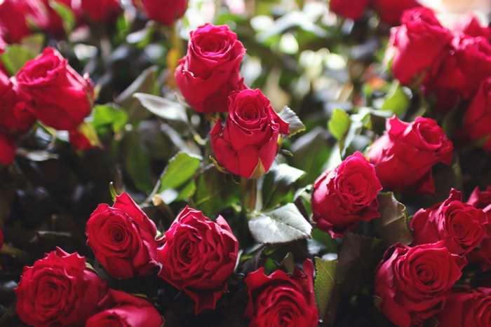 A bouquet of red roses