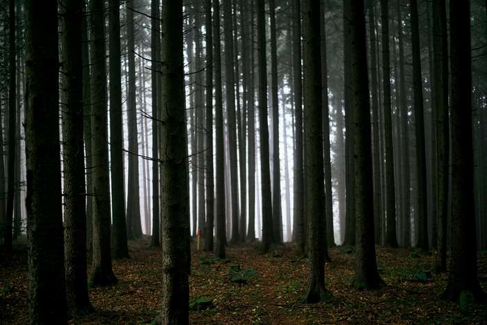 Dark Forest with Tall Trees 4K