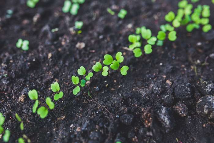 Young plants growing in dark soil, close up 4K
