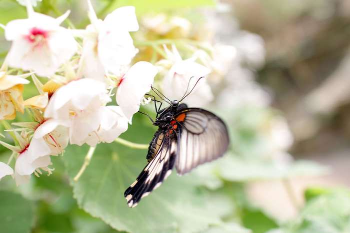 Butterfly on white flowers 4K
