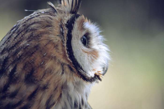 Close-up of a Long-eared Owl in 4K