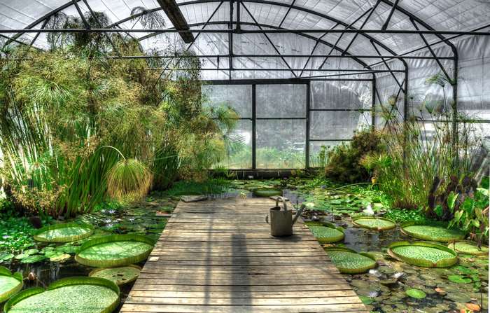 Greenhouse with lily pads and wooden walkway