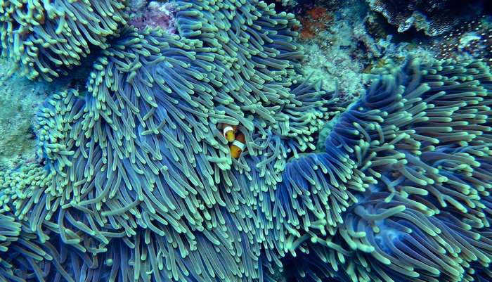 Clownfish nestled in a vibrant anemone on a coral reef