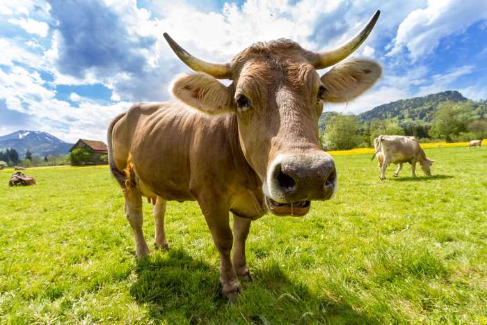 Brown Swiss Cow in a Green Pasture with Mountains