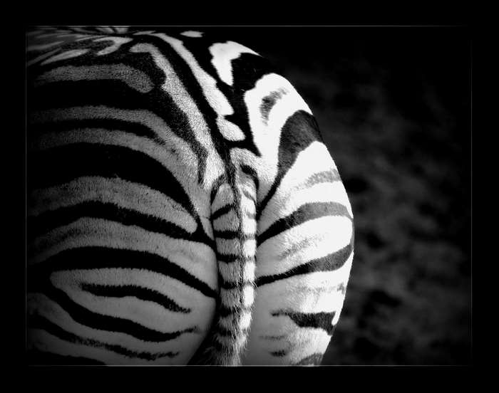 Close-up of a zebra's hindquarters and tail