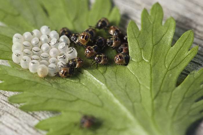 Ladybug eggs and newly hatched larvae on a green leaf