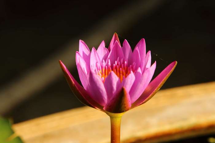 Pink Lotus Flower in Water