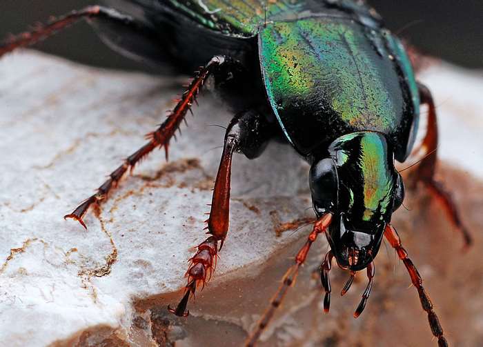 Close up of a metallic green beetle on a rock