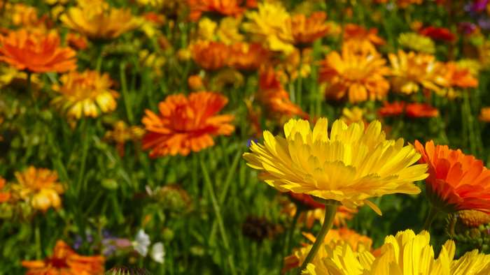 Field of yellow and orange marigolds in bloom 4K