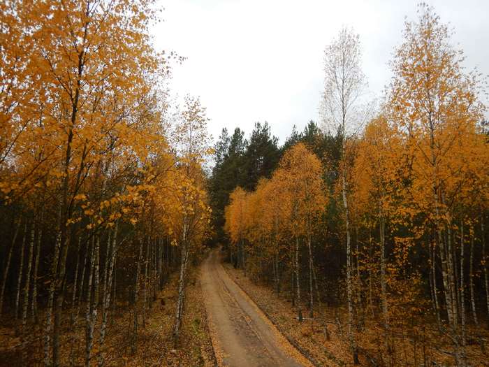Autumn forest road 4K
