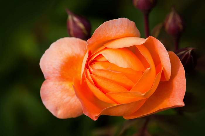 Close-up of an orange rose with buds