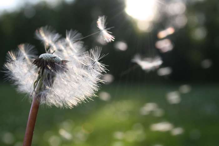 Dandelion seeds blowing in the sunlight