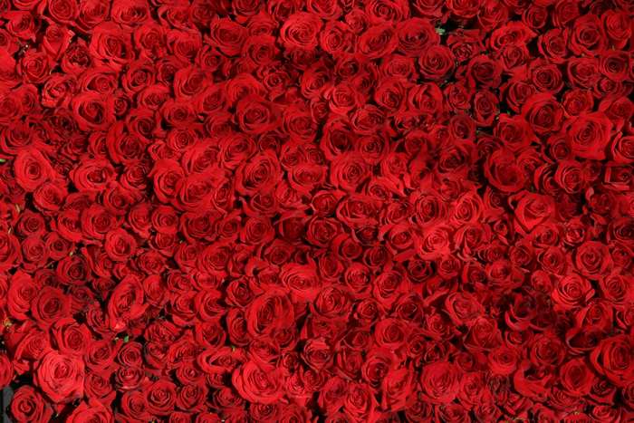 A dense arrangement of red roses