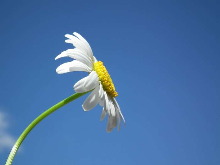 Daisy flower against a blue sky