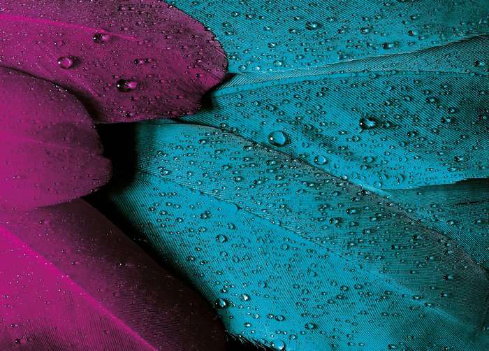Close-up of pink and turquoise feathers with water drops