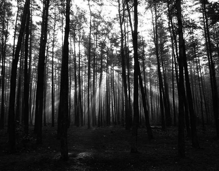 Black and white forest with sunrays filtering through trees