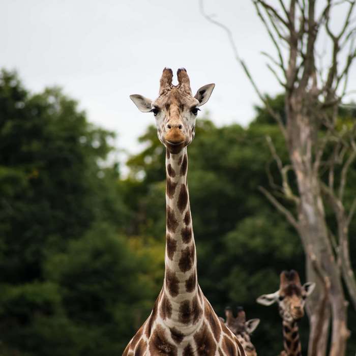 Giraffes in a forest setting