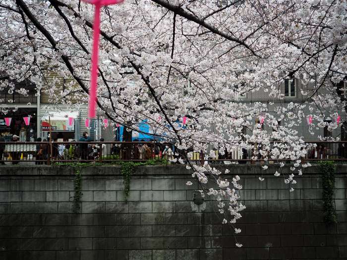 Cherry Blossoms Over Meguro River in Tokyo