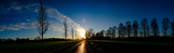 Panoramic road with trees at sunrise or sunset 4K