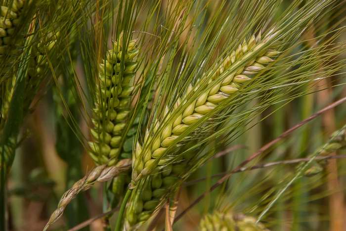 Close up of green wheat or barley crops