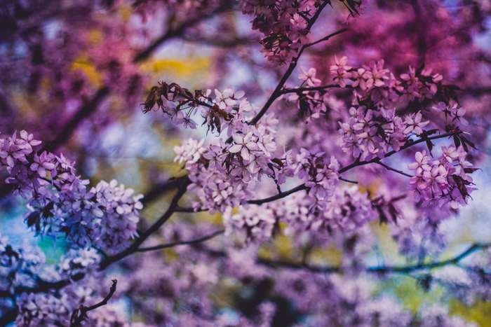 Purple cherry blossoms in bloom 4K