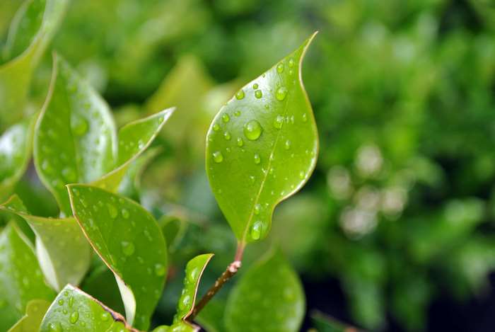 Green leaves with water drops after rain