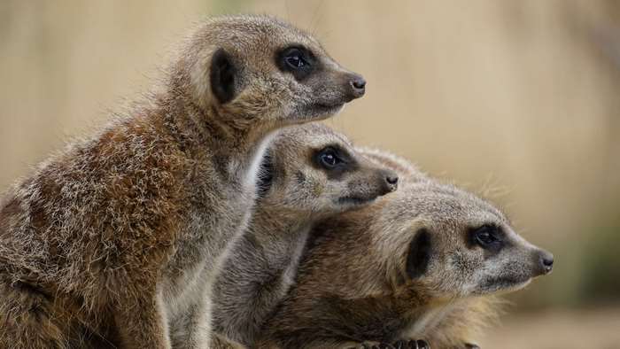 Three meerkats in a close-up shot