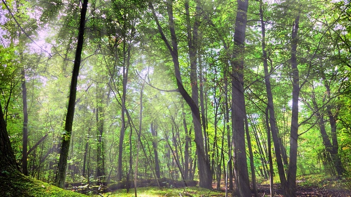 Sunlight filtering through a dense forest canopy