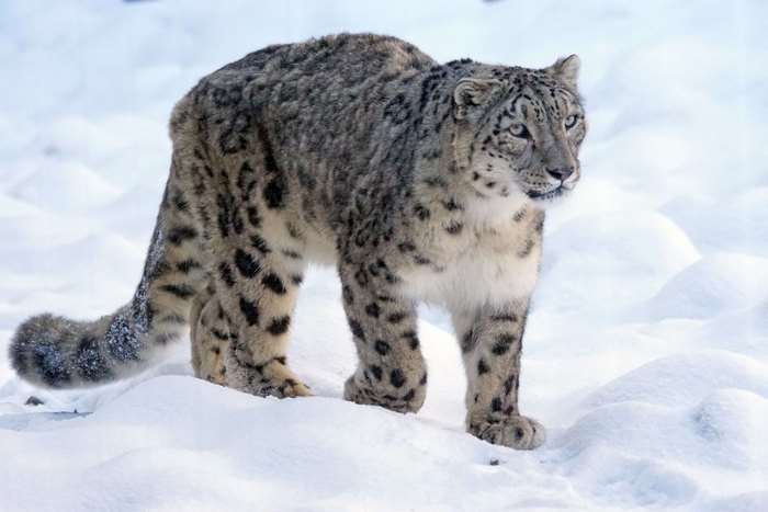 Snow leopard standing in the snow
