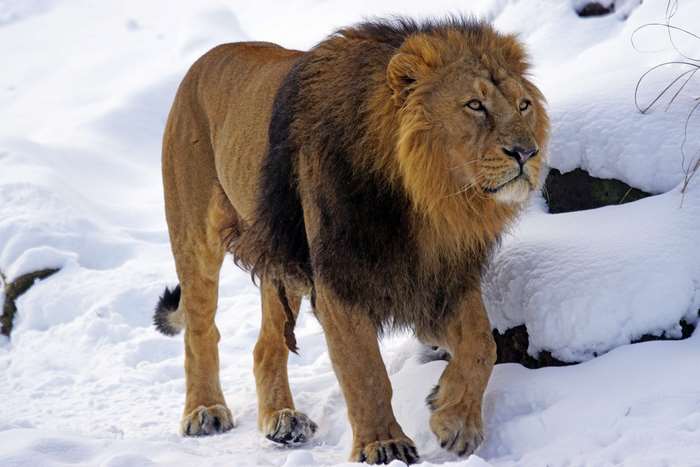 Male Asian Lion in Snow