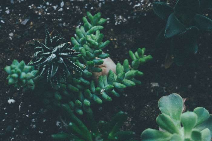 Close up of succulent plants in soil